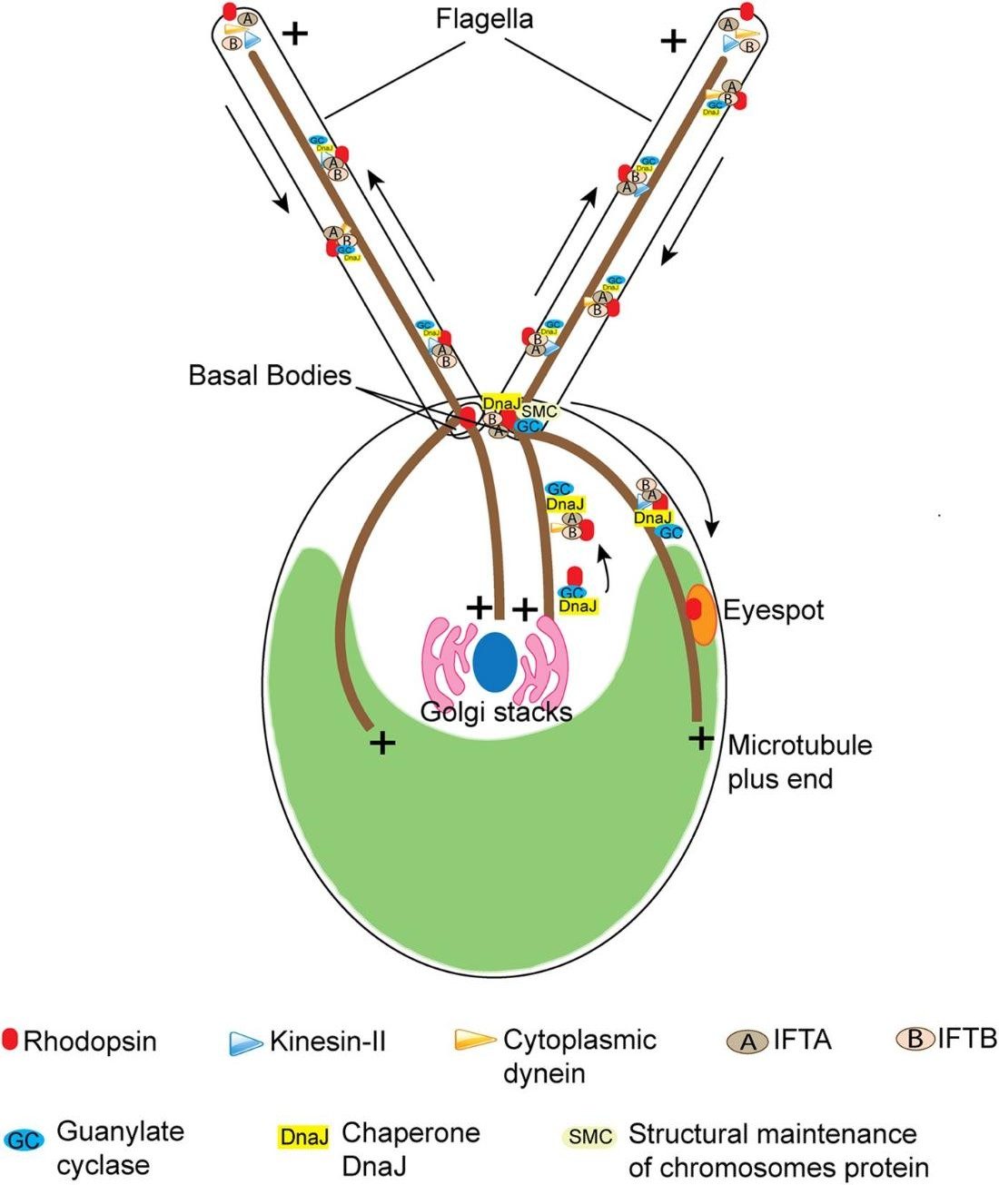 IFT transport of rhodopsins into cilia