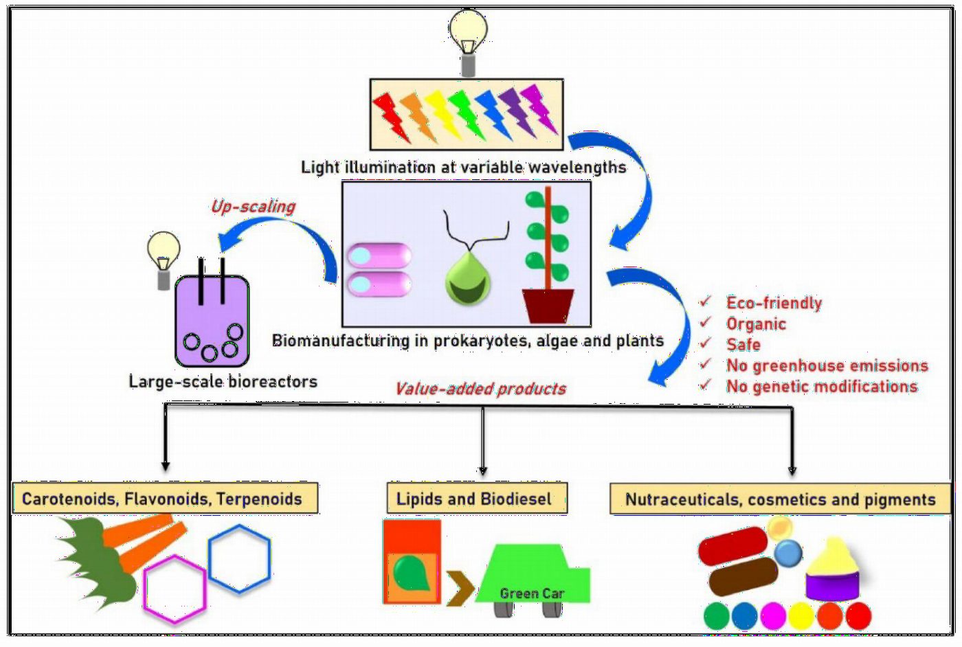 Light-guided production in algae